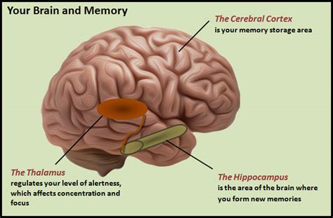 Brain And Memory