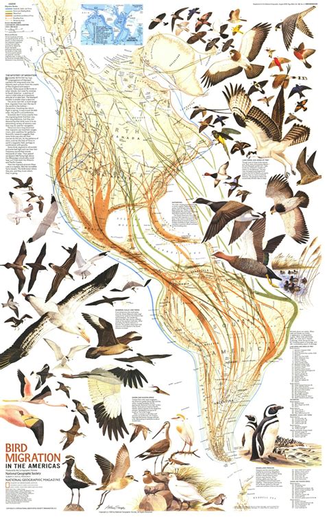 Map Bird Migration In The Americas Infographictv Number One