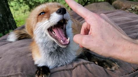 morning fox talks ~ by finnegan fox and dixiedo fox youtube