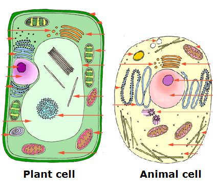 Share what you learned today with a friend and you'll. #14: Cell structure | Biology Notes for IGCSE 2014 & 2022