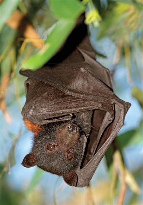 Giant Flying Fox Bat Baby