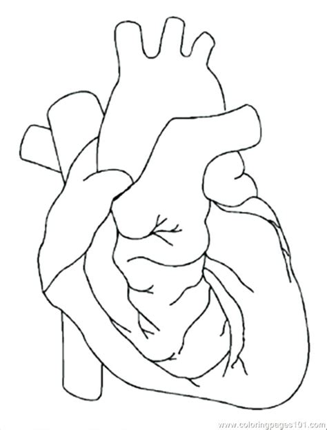 Human Body Coloring Pages At Free Printable