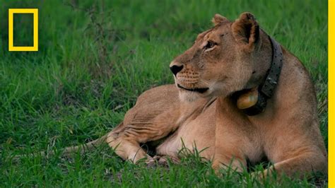Rewilding Gorongosa Lions National Geographic Youtube