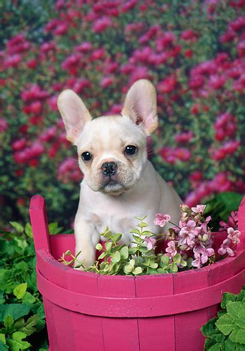 All our puppies come with a one year guarantee. french bulldog - Animal Stock Photos - Kimballstock