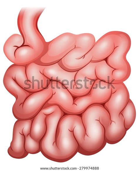 Small Intestine Images Stock Photos Vectors Shutterstock