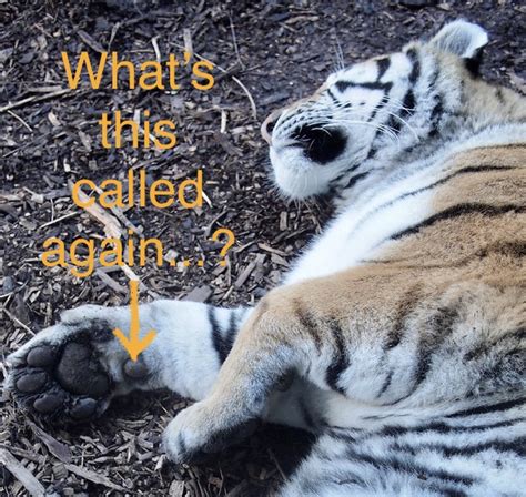 It looks like a claw, but is soft. Paws: Can you name all the parts of your cat's paws? - The ...