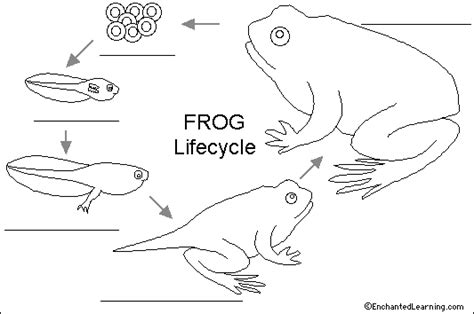 This ensures that both mac and windows users can download the coloring sheets and that your coloring pages aren't covered with ads or other web. Label Frog Life Cycle Printout - EnchantedLearning.com