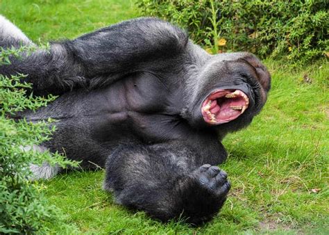 How Strong Are The Mountain Gorillas Are Gorillas More Stronger