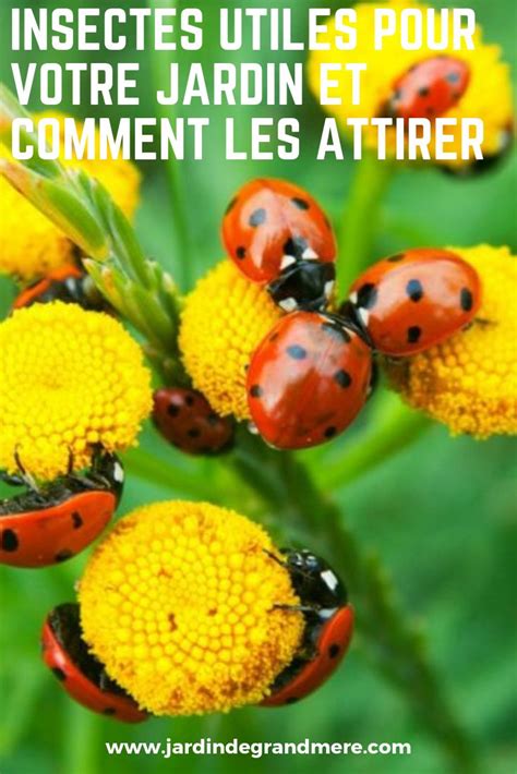 Insectes Utiles Pour Votre Jardin Et Comment Les Attirer Insectes