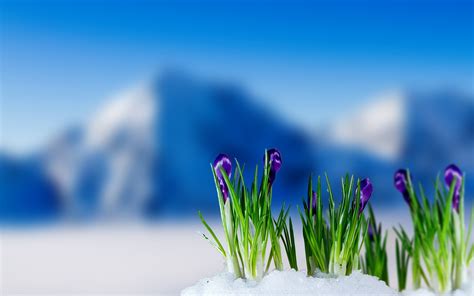 Download Wallpapers Blur Crocus Snow Mountains Spring