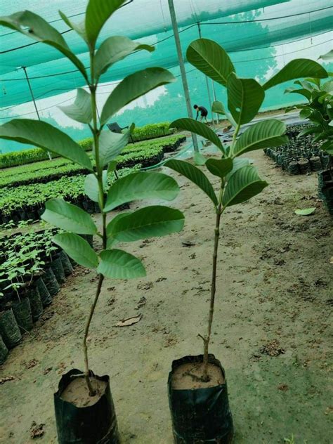 Green Tissue Culture Taiwan Pink Guava Plant At Rs 50piece In