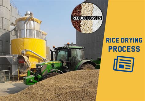 Rice Drying Process Discover How To Reduce Post Harvest Losses