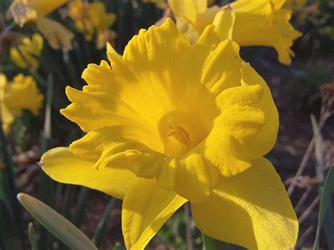 There are plenty of choices to choose from for each bulb type. Flower Bulb Growing Tips | The Old Farmer's Almanac