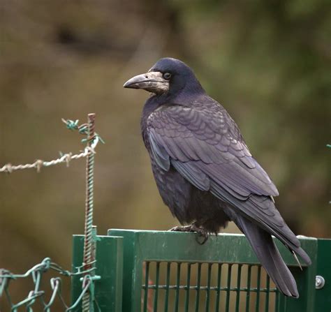 Gatekeeper Rook Corvus Frugilegus Perched On A Gate Gaw Flickr