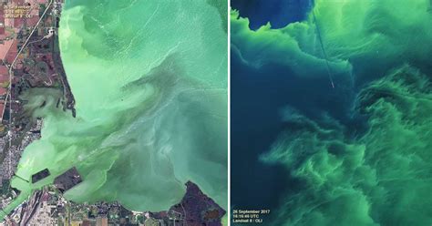 Lake Erie Has Turned Green And The Hidden Cause Is Truly Scary