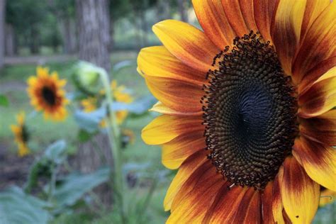 Siapkan lahan terbuka menanam bunga matahari sebaiknya dilahan terbuka.pilihlah lahan yang terkena sinar matahari penuh langsung. Paling Populer 21+ Bunga Matahari Warna Warni - Gambar ...