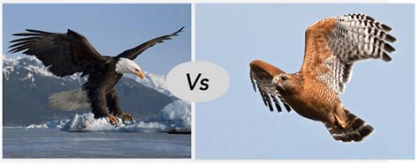 Eagle Vs Hawk Fight Comparison And Difference Who Will Win