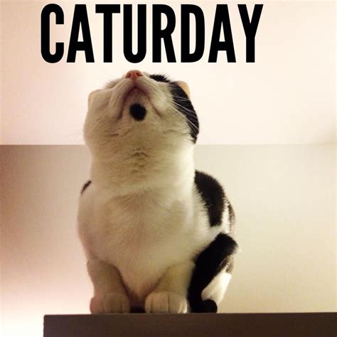The best memes from instagram, facebook, vine, and twitter about saturday night meme. Smells like #Caturday | Cat memes, Caturday, Cats