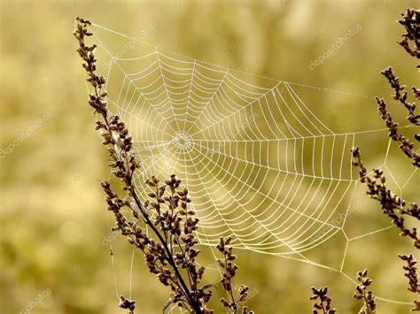 Cobweb At Dawn — Stock Photo © Nature78 2679353
