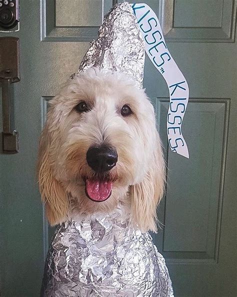 Hershey Kiss Dog Costume