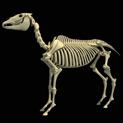 Horse Skeleton 3d Model By 3d Horse