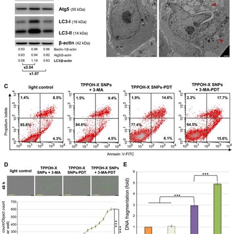 effects of tppoh x snps pdt on ht 29 cell line apoptosis a ht 29 download scientific diagram