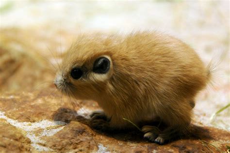 10 Rare Animal Babies Youve Probably Never Seen Before Bored Panda