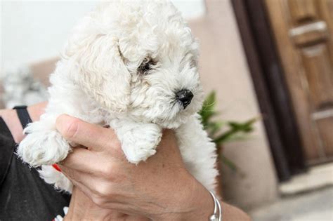 Full Grown Maltipoo Size Appearance Temperament And Care