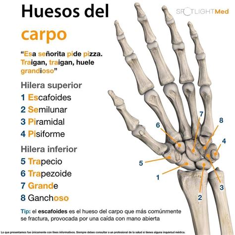 Huesos Del Carpo Fuente Spotlightmed Facebook Anatomia Humana Huesos