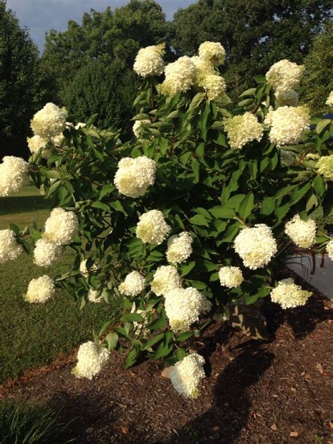 Maybe you would like to learn more about one of these? Tennessee flowering tree. What is this? | Flowering trees ...