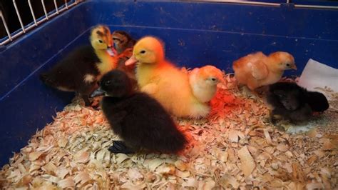 raising chicks and ducklings youtube