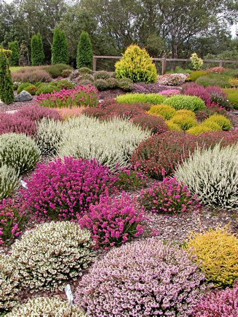 About Heaths And Heathers These Hardy Plants Grow Beautifully On The