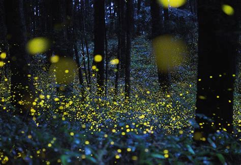 Fireflies Unique Flashes Help Distinguish Species Live Science