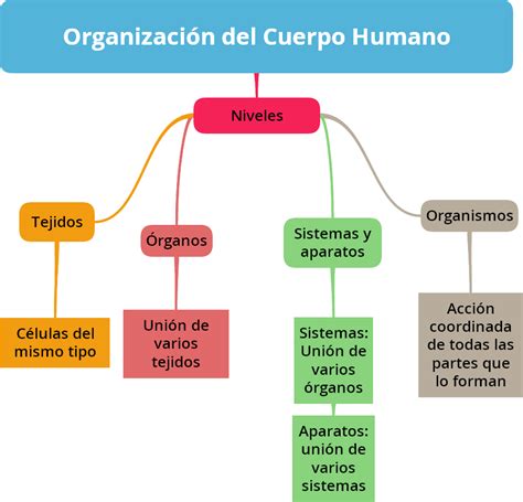 Mapa Conceptual Estructura Del Cuerpo Humano Idea E Inspiracion Images My Xxx Hot Girl