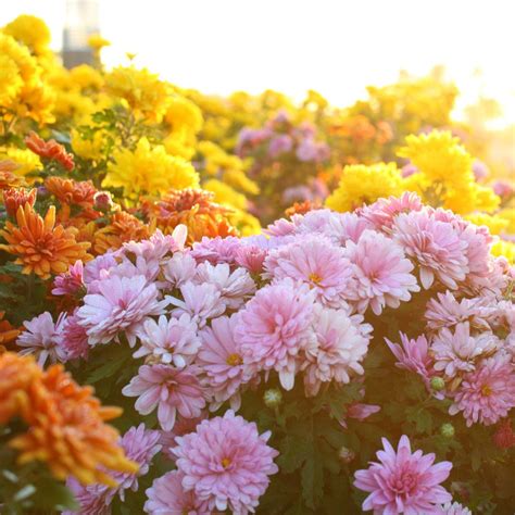 The Worst And Best Flowers For People With Allergies Floraly