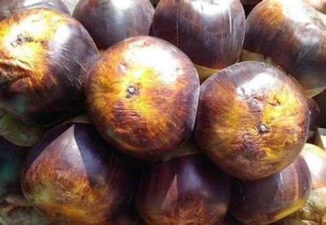 air kelapa laut buah rare  memiliki  manfaat tarahap