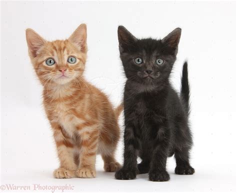 Ginger Kitten And Black Kitten 5 Weeks Old Standing Photo Wp36685