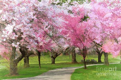 Cherry Blossom Grove In Pink And White Photograph By Regina Geoghan Pixels