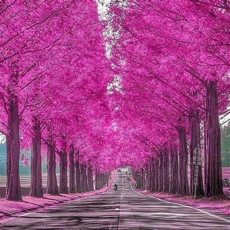 Beautiful In Pink Beautiful Landscapes Beautiful Pictures Beautiful