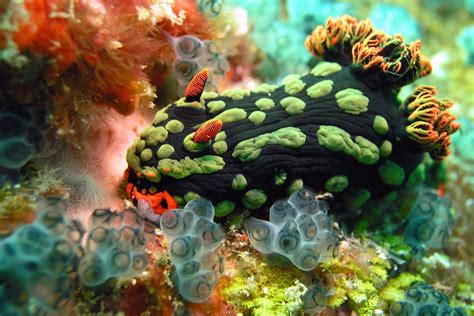 Wallpaper Underwater Coral Reef Sea Anemones