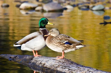 20 Ducks In Minnesota To Look Out For