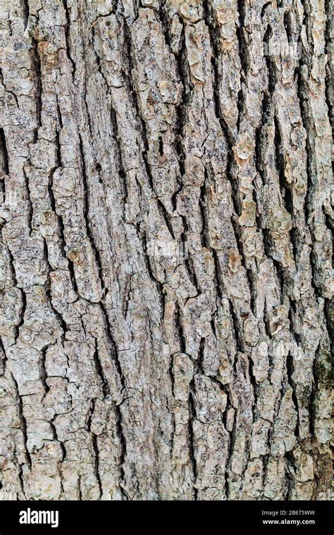 Close Up Of Old Tree Bark Texture Stock Photo Alamy
