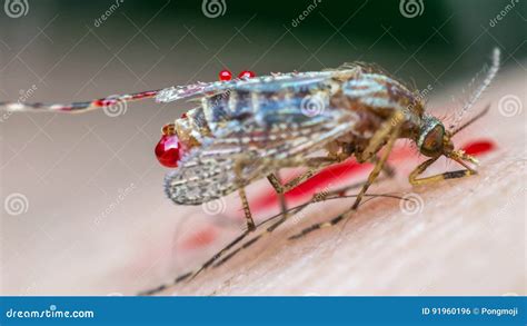 Macro Of Smashed Mosquito Aedes Aegypti To Died Stock Photo Image