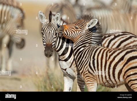 Plains Zebra Hi Res Stock Photography And Images Alamy