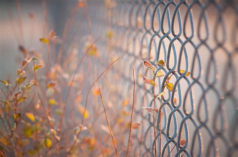 Leaves Macro Trees Background Widescreen Wallpaper The Fence