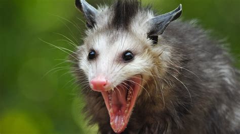 Download Animal Opossum 4k Ultra Hd Wallpaper
