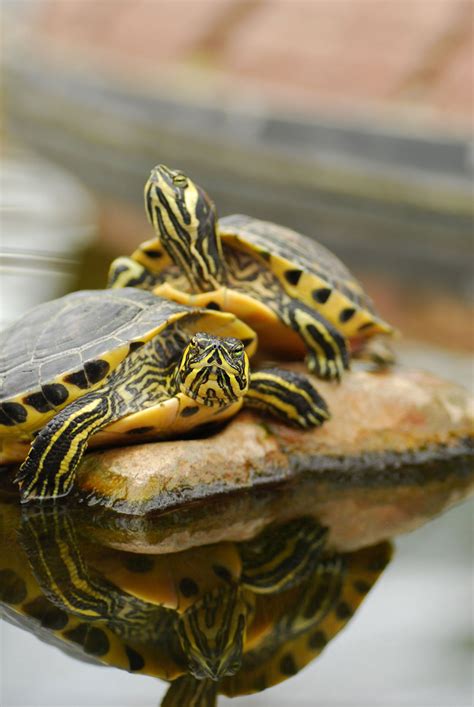 53 Top Photos Best Pet Turtles Small Turtles Can Make Great Pets But