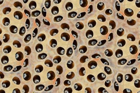 Do You Have Trypophobia A Fear Of Small Holes Quiz