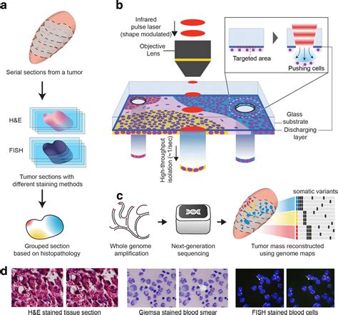 Phli Seq Constructing And Visualizing Cancer Genomic Maps In 3d By