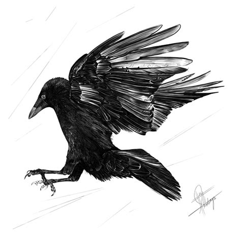 Sex Crow On Behance
